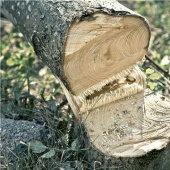 Husqvarna 530IPX POLE SAW BATTERY Husqvarna 530IPX POLE SAW BATTERY