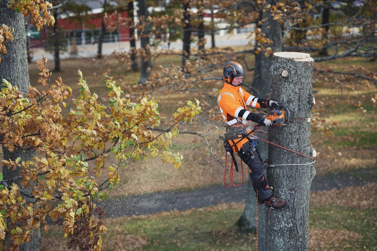 Husqvarna 550i XP® Battery chainsaw